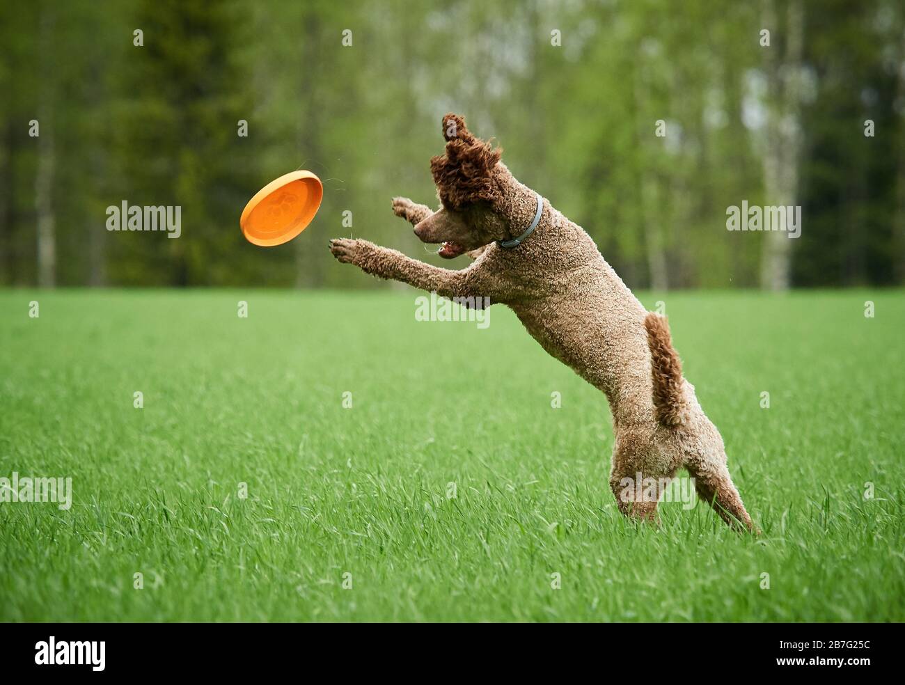 Braun standard poodle Laufen und Springen freudig auf einer Wiese