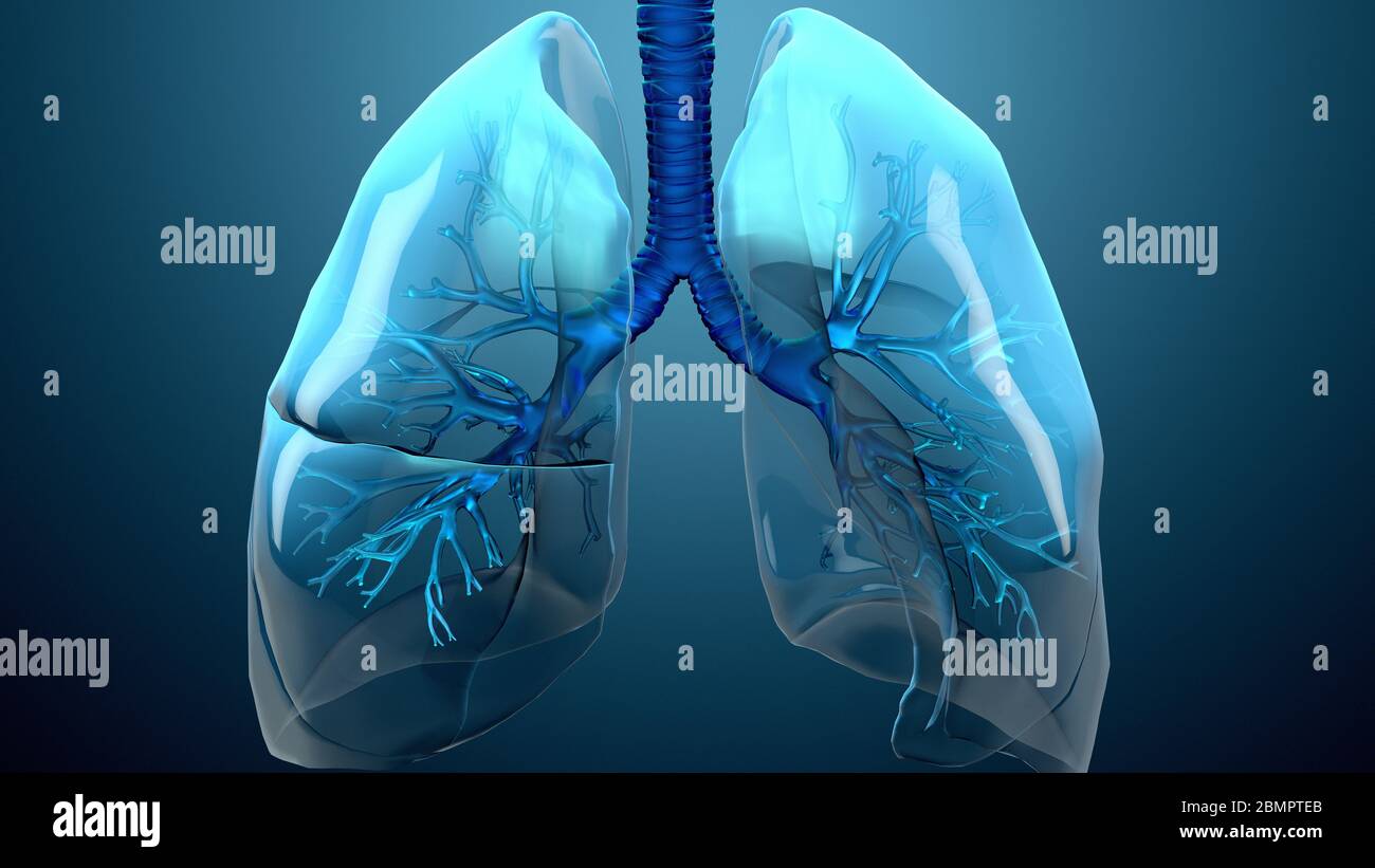 Anatomie Der Lunge Illustration Stockfotografie Alamy