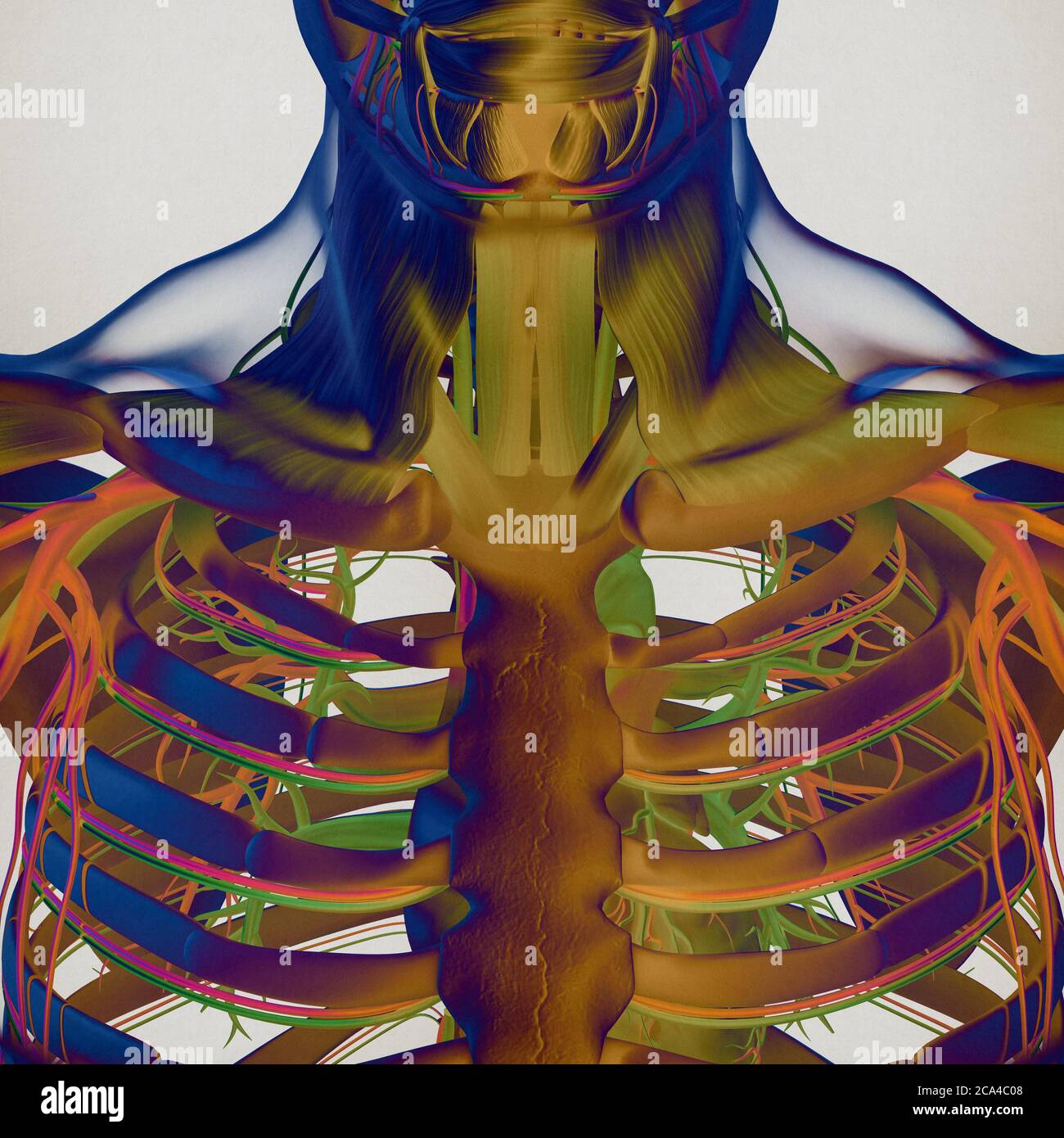 Abbildung Der Menschlichen Anatomie Brust Brustkorb Gefäßsystem 3d Illustration 