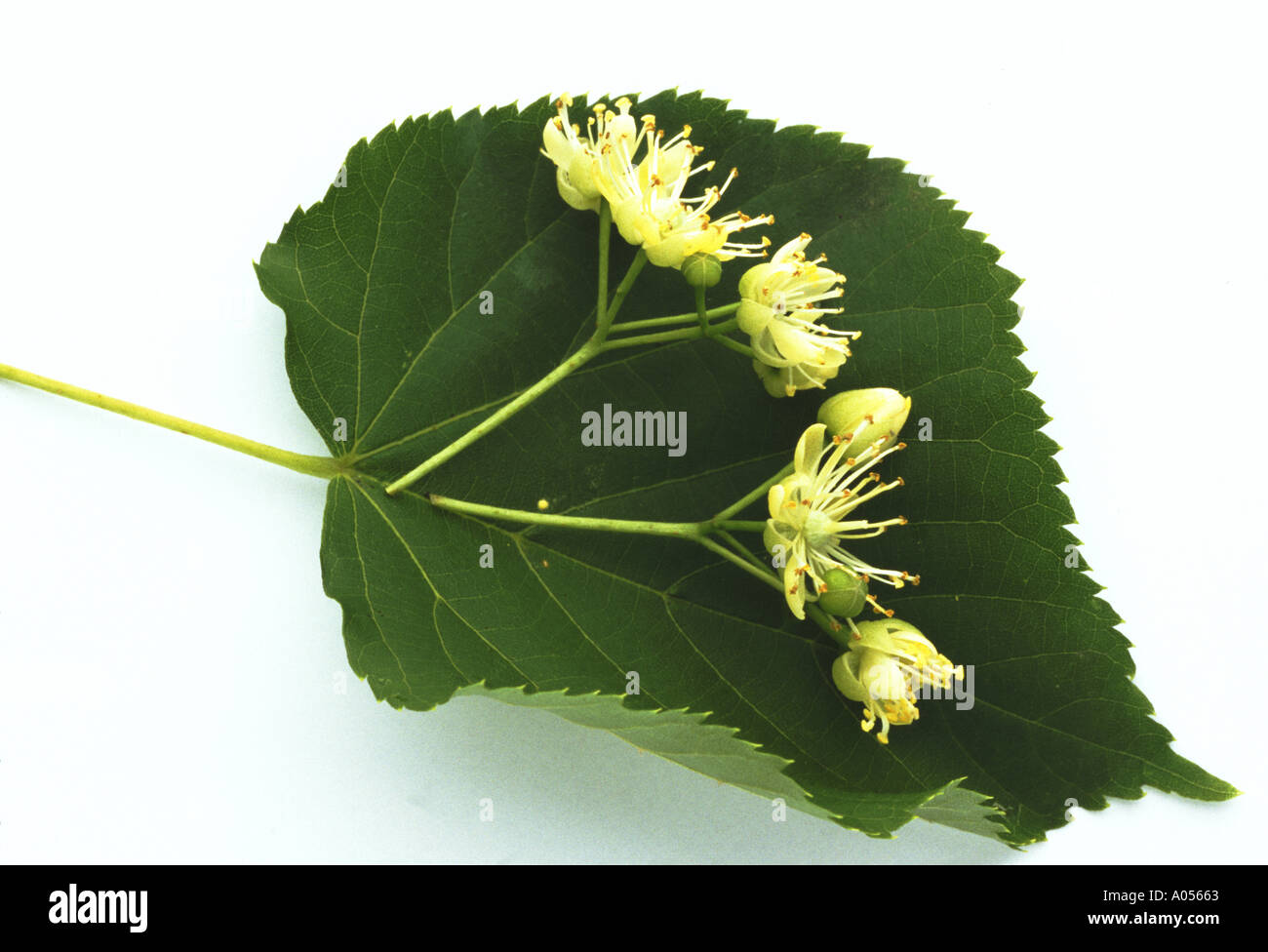 Effe Blüten Heilpflanze Tiliae flos Stockfotografie - Alamy