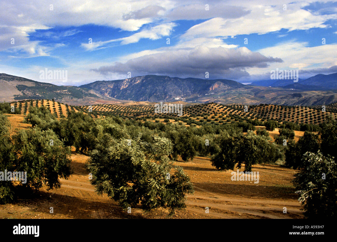 Olivenbäume in Andalusien Spanien spanische Landschaft Berge sun Stockfotografie - Alamy