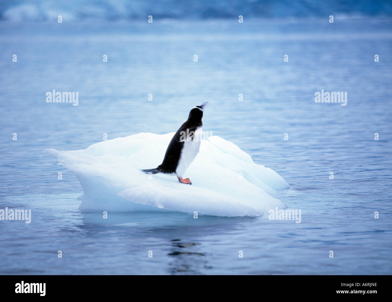 einsamer Pinguin auf kleinen Eisscholle in der Antarktis