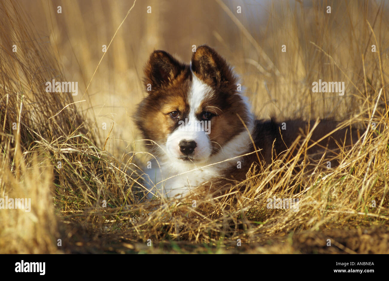 Elo Hund Welpen Gras liegend Stockfotografie Alamy