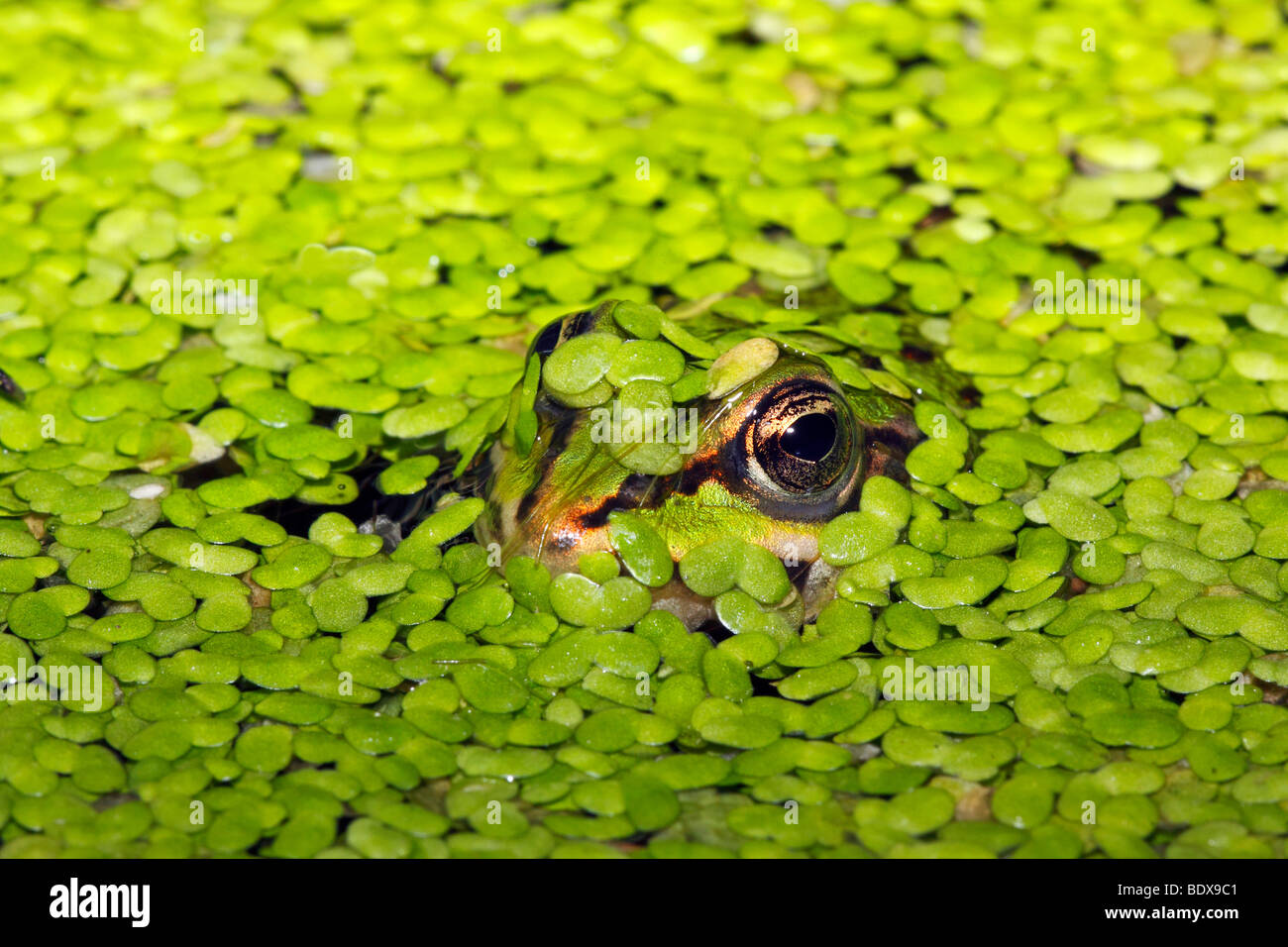 Europäische Essbare Frosch Waterfrog Rana Esculenta Versteckt Im Wasser Zwischen Gemeinsamen 9909