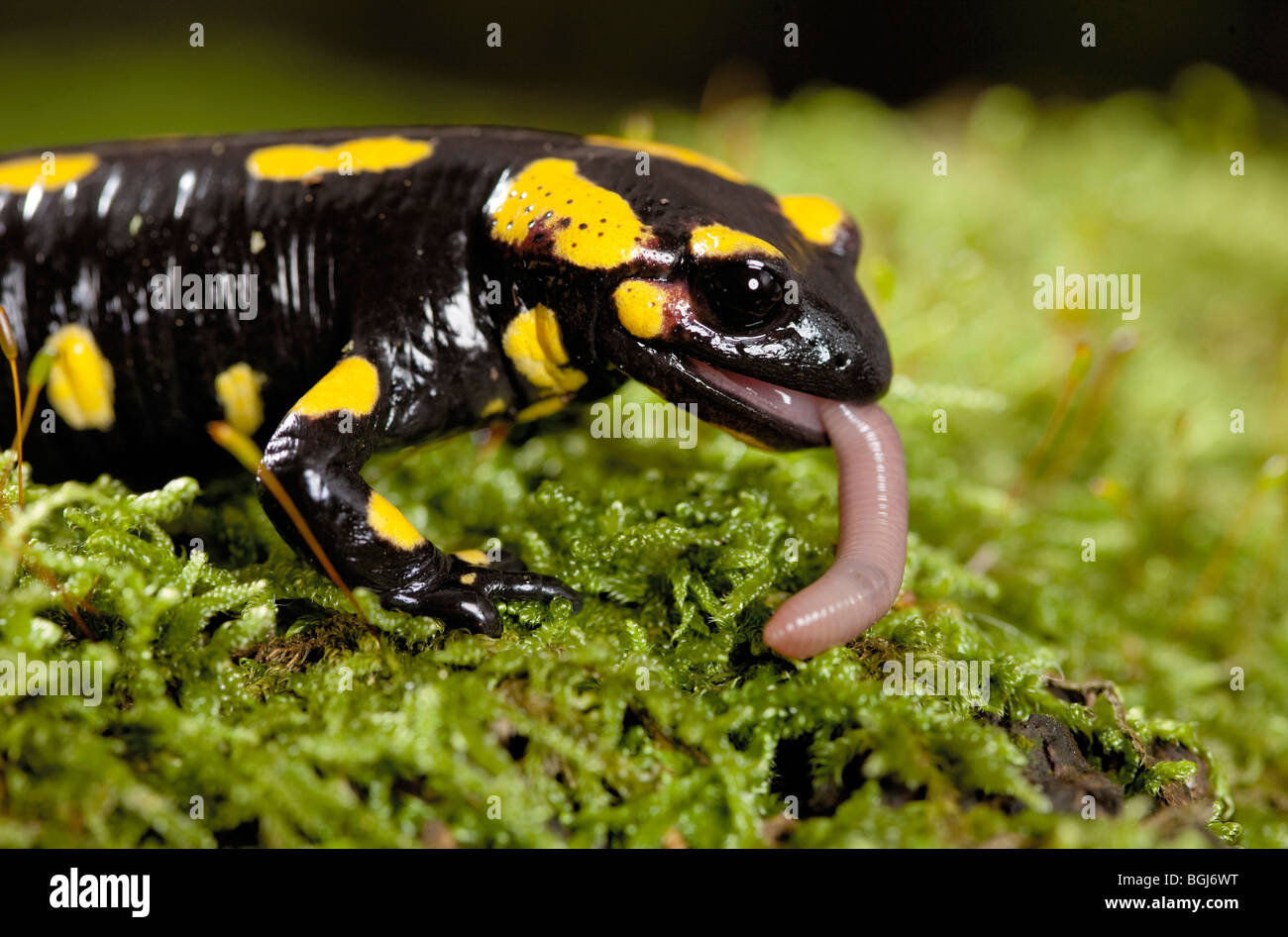 Feuersalamander Salamandra Salamandra Essen Ein Regenwurm Stockfotografie Alamy 