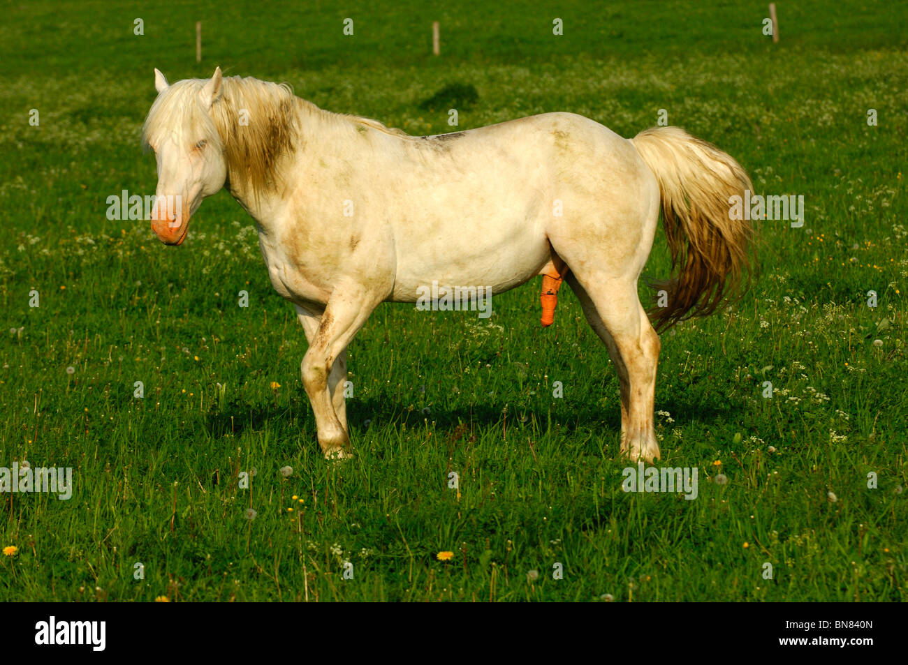 Hannoveraner Hengst Graues Pferd Mit Erigierten Penis Stockfotografie Alamy