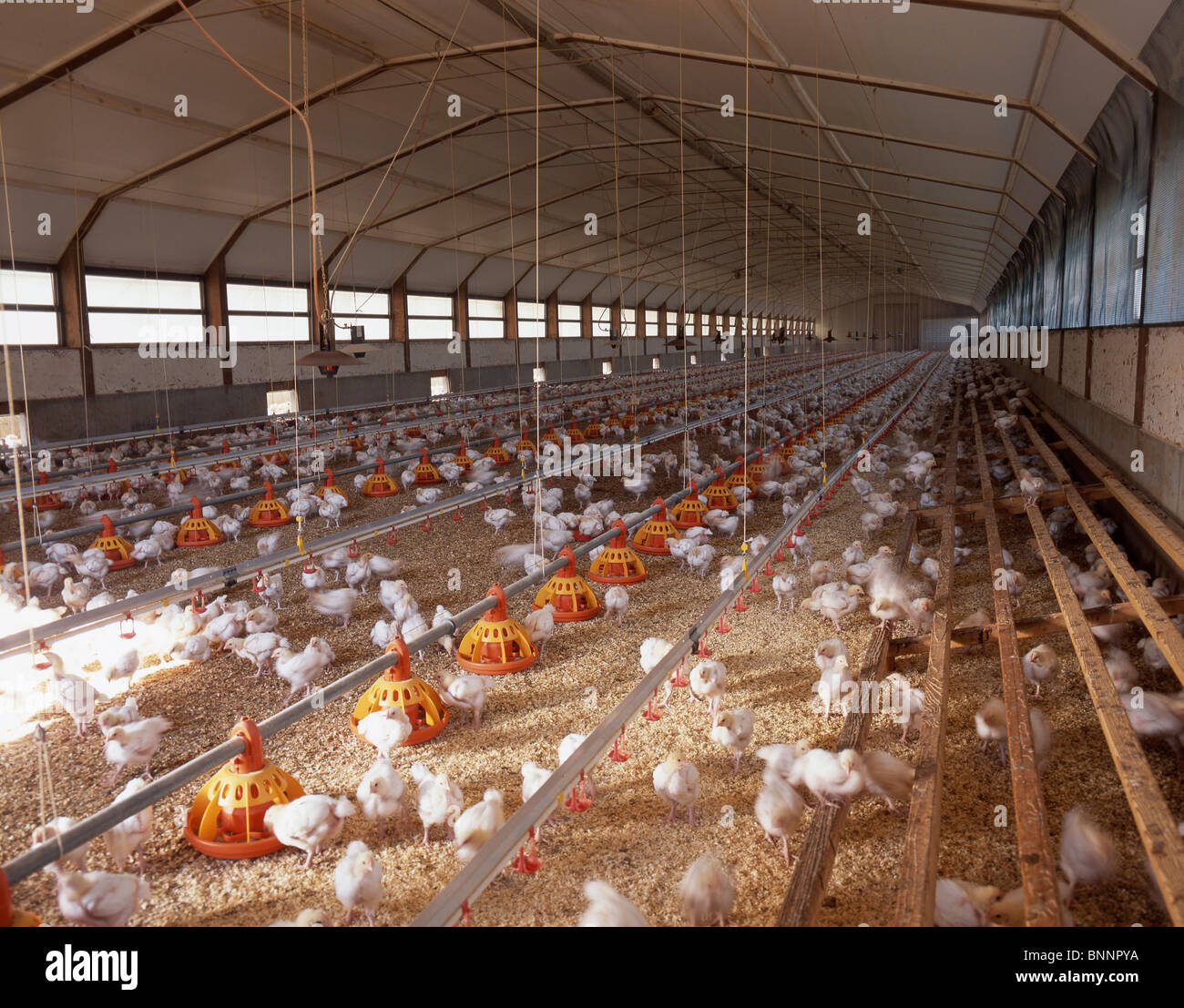 Hühner Hühner Hühner Boden Haltung Legehennen Eiern Landwirtschaft ... - Huhner Huhner Huhner BoDen Haltung Legehennen Eiern LanDwirtschaft Tiere Tiere Schweiz Bnnpya