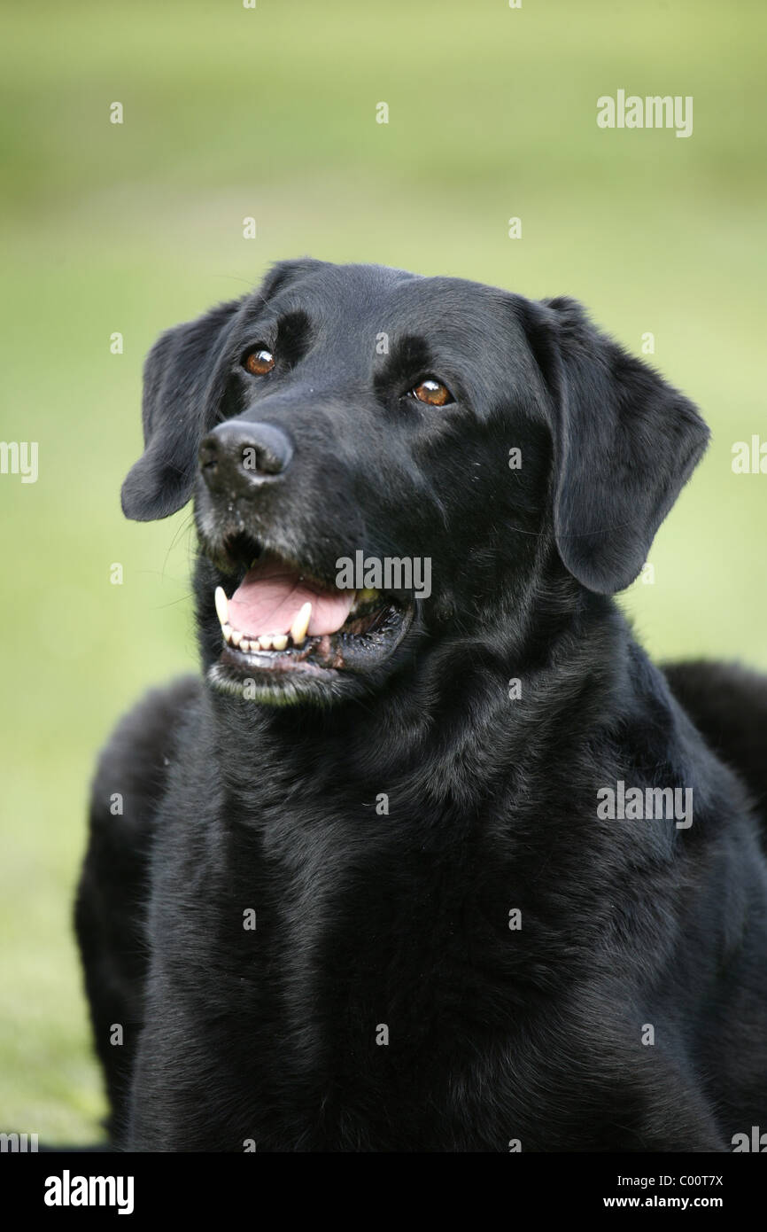 Schwarzer Hund / Hund schwarz Stockfotografie Alamy