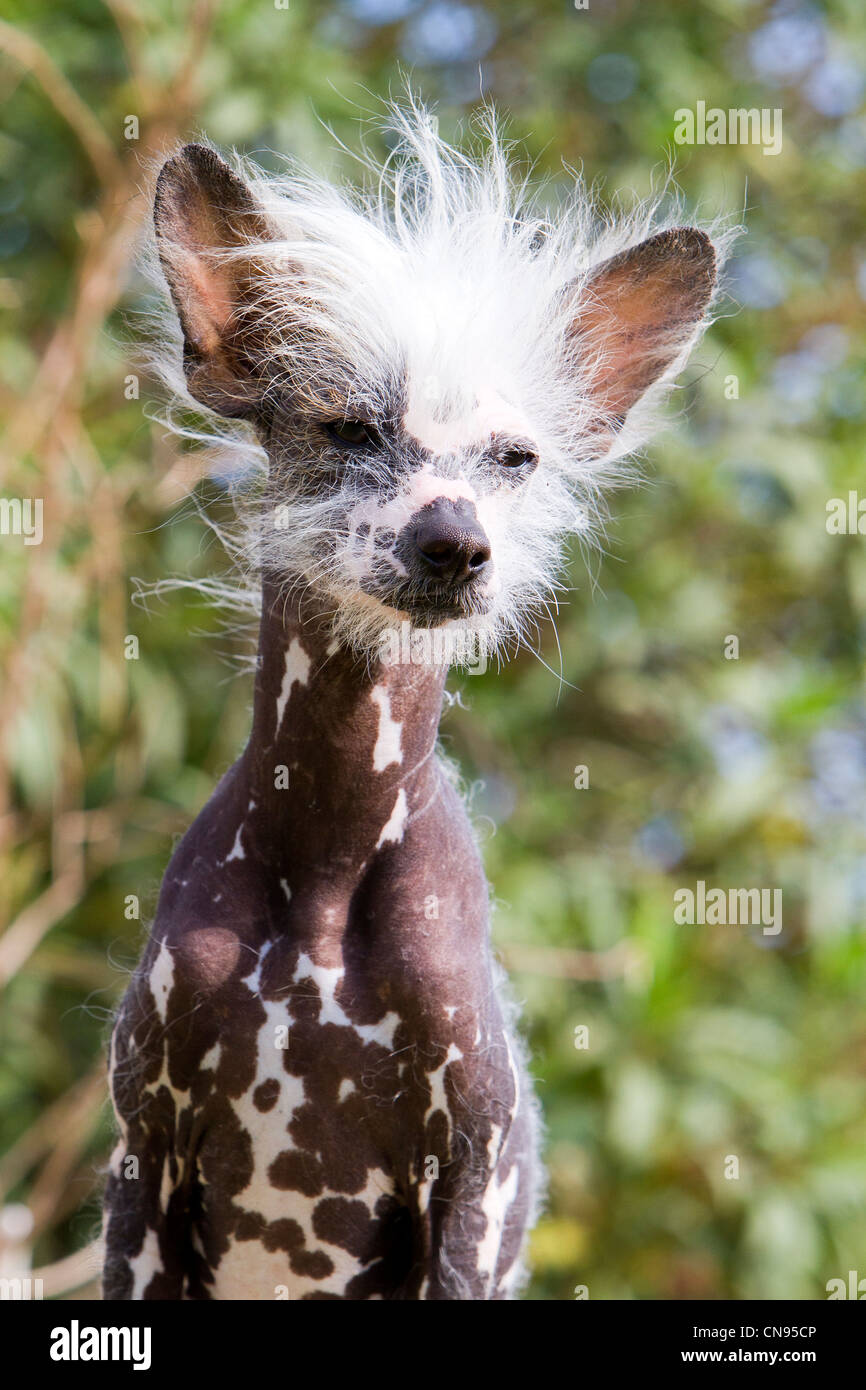 Frankreich, Bouches du Rhone, Chinese Crested Dog, chinesischen