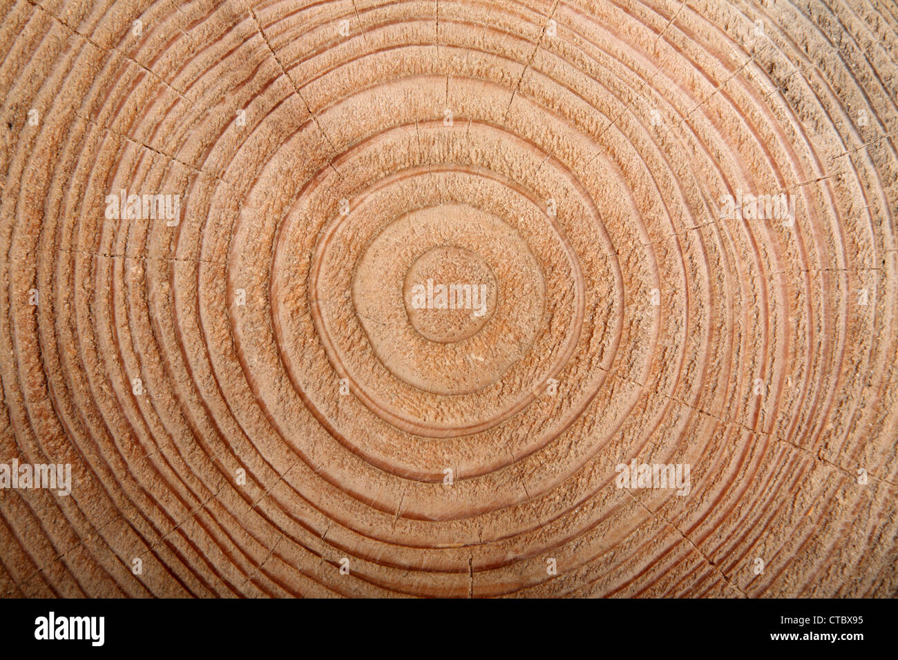 BaumJahresringe Stockfotografie Alamy