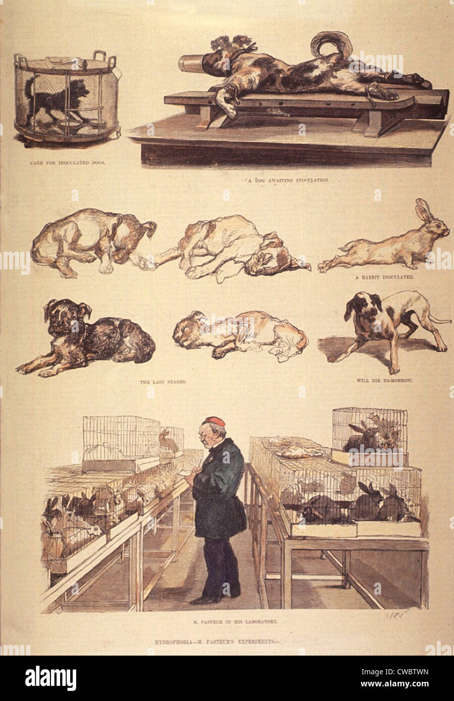 Louis Pasteur 1822 1895 Im Labor Arbeiten An Tollwut Tollwut Experimentiert Mit Kaninchen 2359