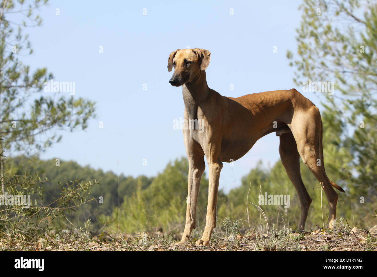 Hund Sloughi / Berber Windhund Erwachsene standard Profil