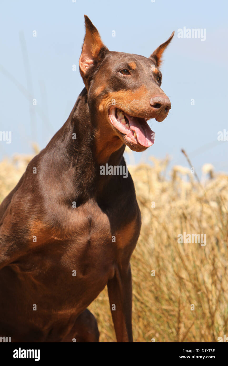 Hund Dobermann / Dobermann (Ohren abgeschnitten) Erwachsenen Porträt