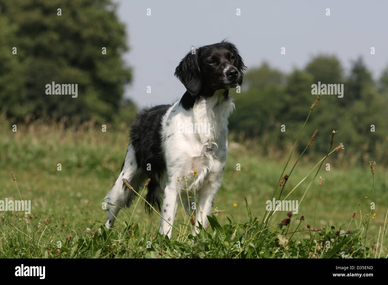 Brittany Spaniel Hund / Epagneul Breton Erwachsener (schwarz und weiß