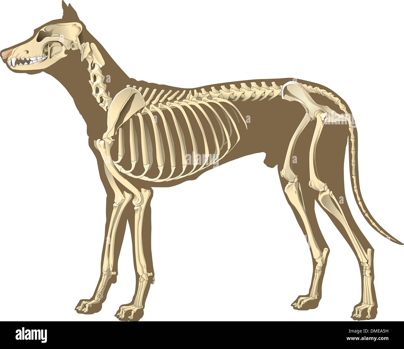 Skelett des Hundes Abschnitt Alamy