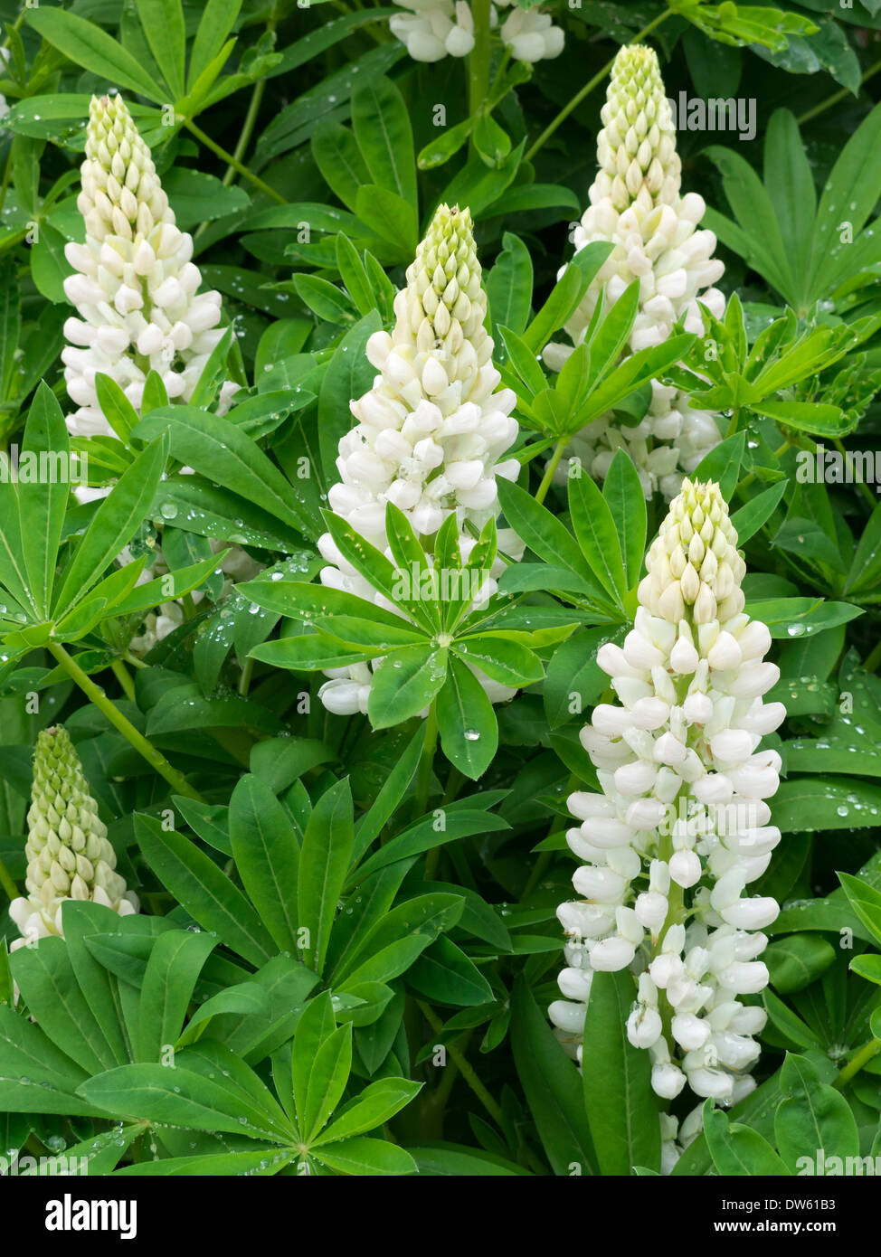 Weiße Lupine Blumen im Garten Lincolnshire, England UK