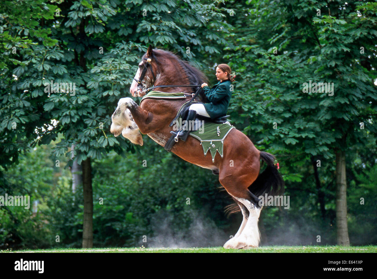 Shire Horse. Reiter auf einem aufbäumenden Pferd. Deutschland