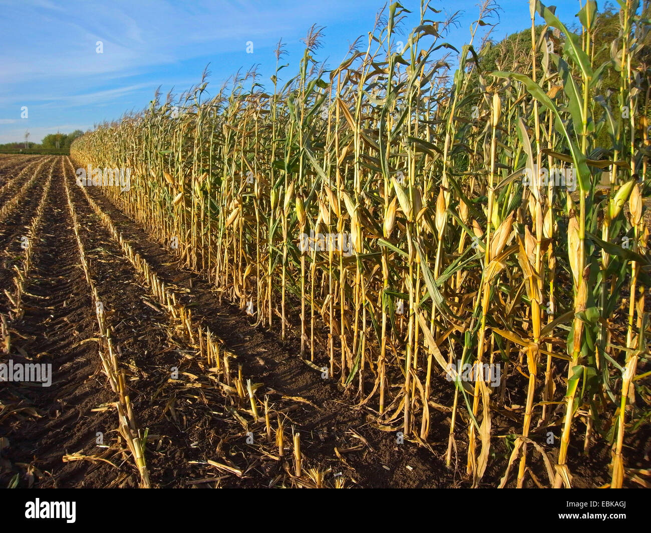 Mais Mais Zea Mays Ernte Von Einem Maisfeld Deutschland Stockfotografie Alamy 2094