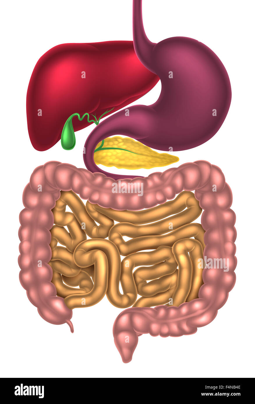 Menschliche Verdauungssystem Magen Darm Trakt Oder Verdauungskanal Stockfotografie Alamy 7033