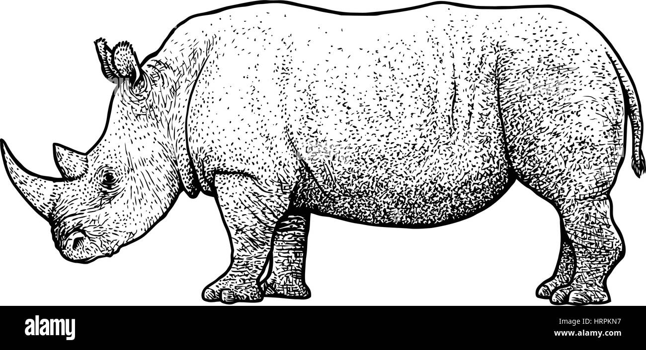 Nashorn-Illustration, Zeichnung, Gravur, Tinte, Strichzeichnungen