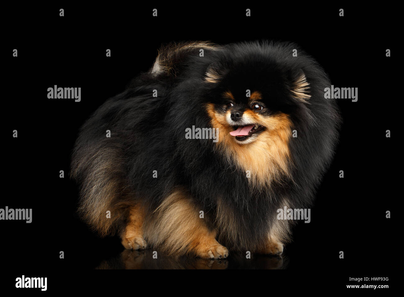 Pomeranian Spitz Hund Miniatur auf isolierte schwarzer Hintergrund