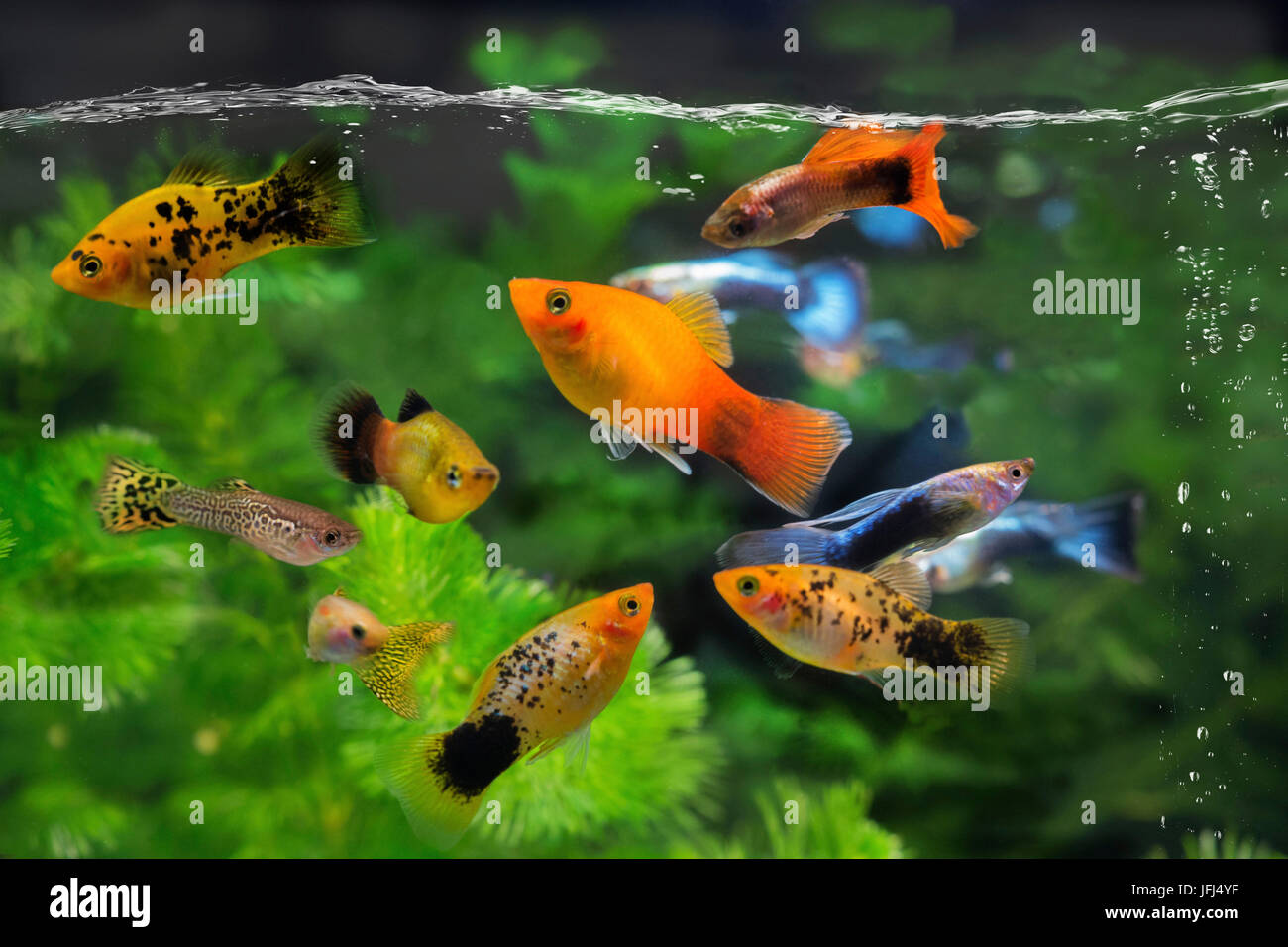 Platy und Guppy, Toothcarp, Gruppe Stockfotografie - Alamy