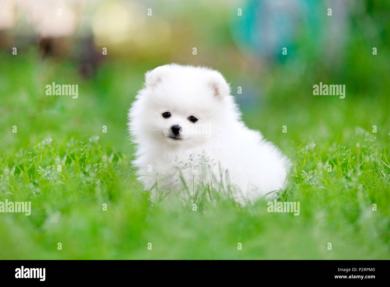 Weiß pomeranian spitz Welpen im Gras sitzen Stockfotografie Alamy