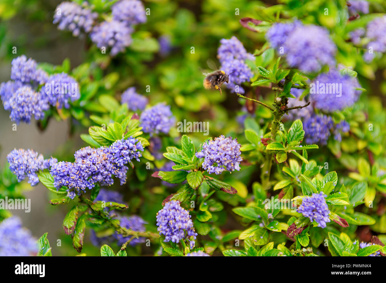 Frühling Blühender Baum mit blauen Blumen Flieder