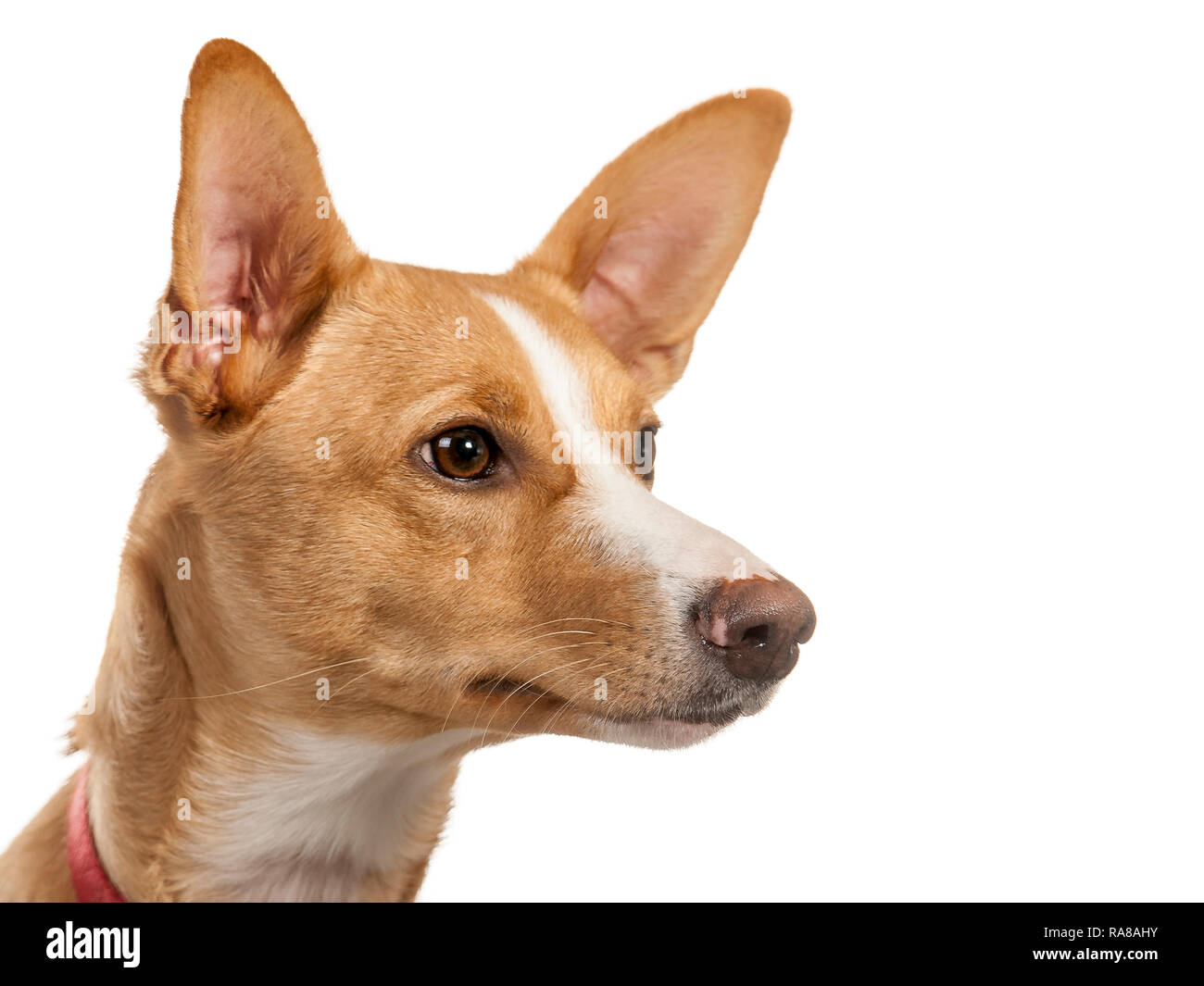 Spanisch Podenco Hund, Portrait im Studio auf weißem Hintergrund