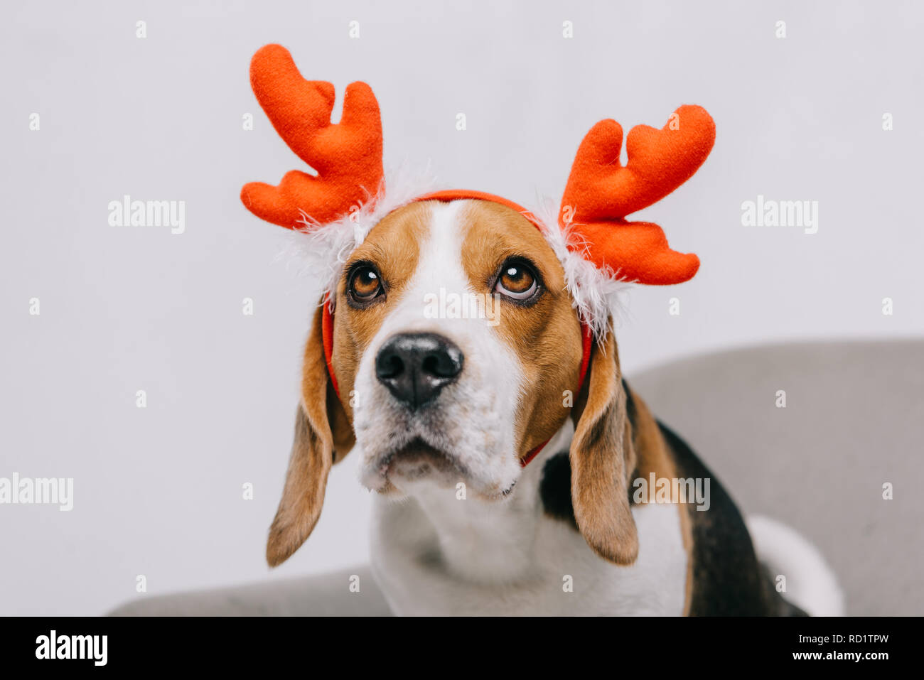 Beagle Hund tragen Rentier Geweih isoliert auf Grau Stockfotografie Alamy
